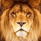Allpha Lion's avatar