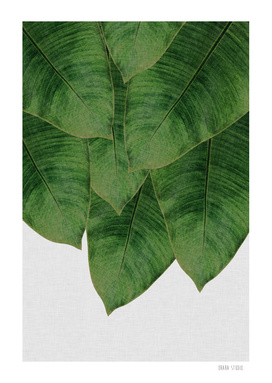 Banana Leaf II