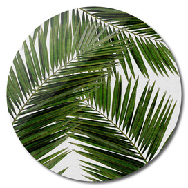 Palm Leaf II