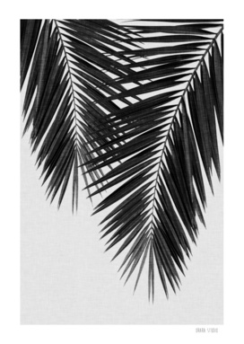Palm Leaf III BW