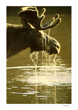 Moose Drinking Water Photograph