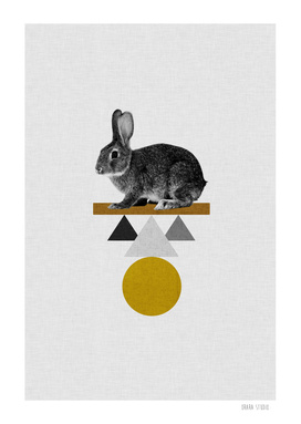 Geometric Rabbit