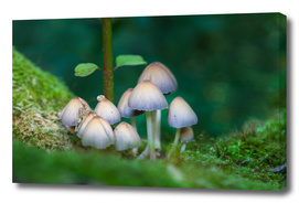 Mushrooms in Autumn