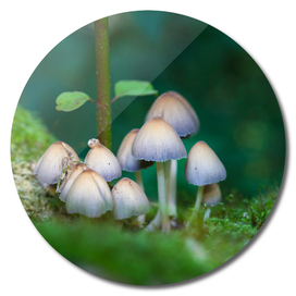 Mushrooms in Autumn