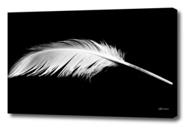 Birdy white feather