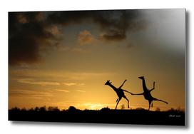 Happy Dancing Giraffes