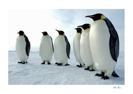 Lined Up Emperor Penguins Photograph