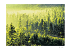 Forests Oil painting