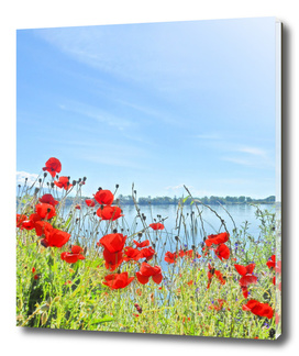 Poppies On The Lake
