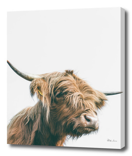 Majestic Highland cow portrait