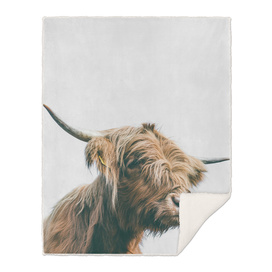 Majestic Highland cow portrait