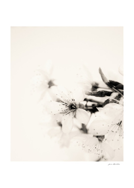 Blossoms in black and white