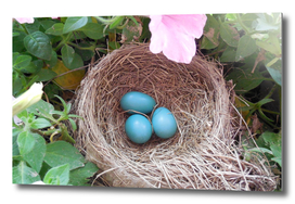 Robins nest