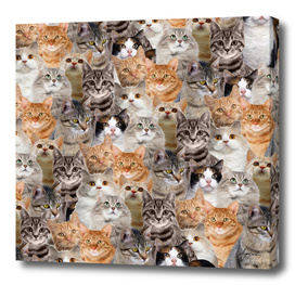 cats pattern lot of funny animals cheesy crazy