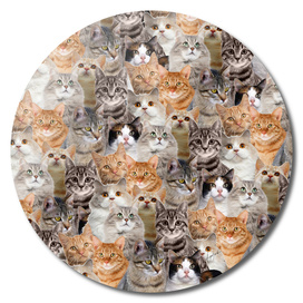 cats pattern lot of funny animals cheesy crazy