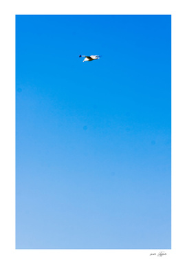 Seagul in the blue sky