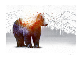 A WildernessWithin | Bear