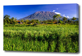 Volcano and ricefield