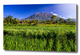 Volcano and ricefield