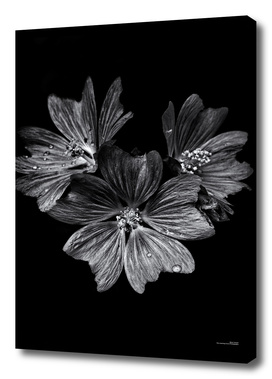 Backyard Flowers In Black And White 11