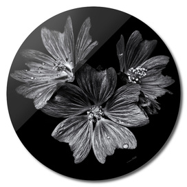 Backyard Flowers In Black And White 11