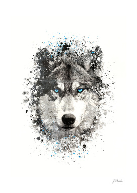Wolf with blue eyes