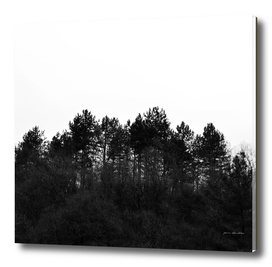 Black and white modern minimalist woodland forest crest
