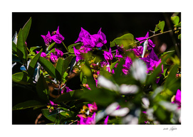 Purple flowers in the garden