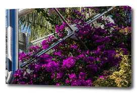 Purple climbing flowers and modern architecture