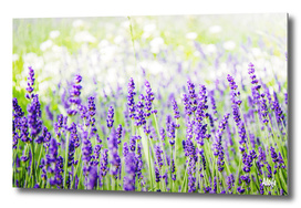Field of Lavender 01