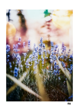 Field of Lavender 02