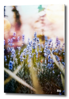Field of Lavender 02