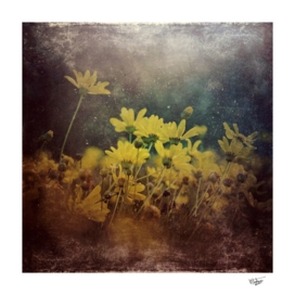 Abstract Yellow daisies