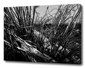 Reeds by the sea