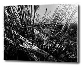 Reeds by the sea