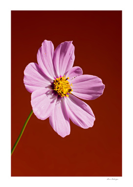 Macro pink flower