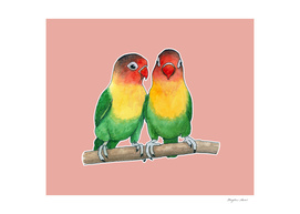Fischer's lovebirds