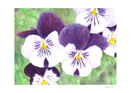 Purple and white pansies flowers