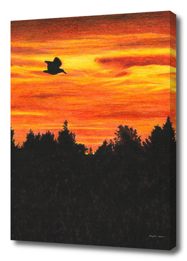 Sunset with a bird