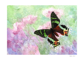 Urania Ripheus Butterfly