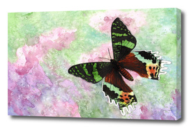 Urania Ripheus Butterfly