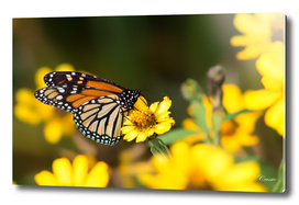 Butterfly on yellow flowers