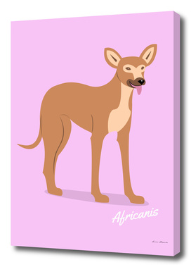 Africanis Dog Breed