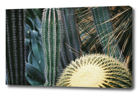 Cactus_Botanics
