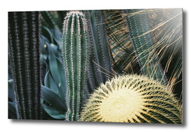 Cactus_Botanics