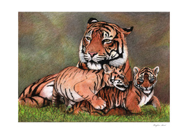 Family of tigers