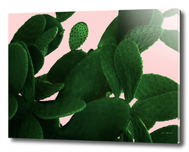 Green cactus prickly pear on pink background