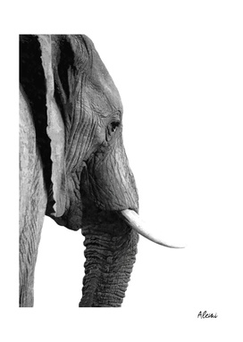 Black and White Elephant Portrait