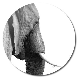 Black and White Elephant Portrait