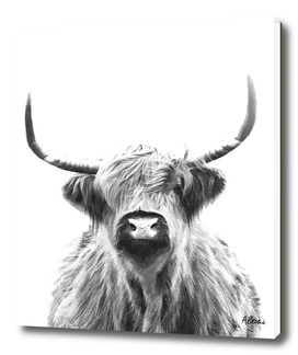 Black and White Highland Cow